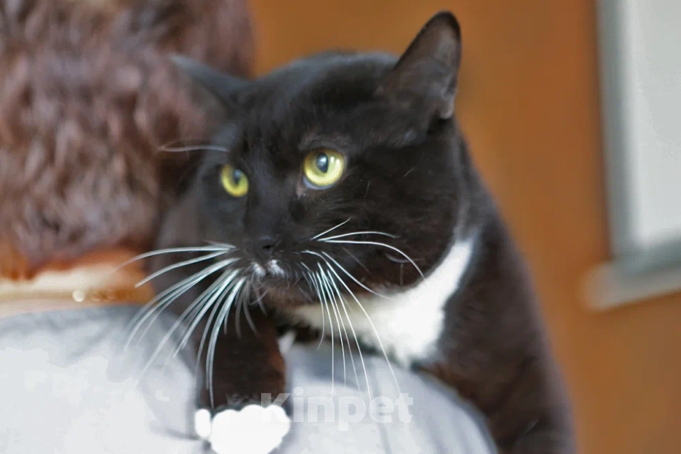 Кошки в Москве: Кот Бегемот Черныш в добрые руки  Мальчик, Бесплатно - фото 2