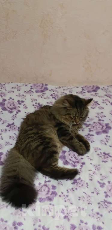 Кошки в Москве: Вязка Мальчик, 1 руб. - фото 1