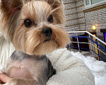 Собаки в Санкт-Петербурге: Щеной йоркширского терьера Мальчик, Бесплатно - фото 6