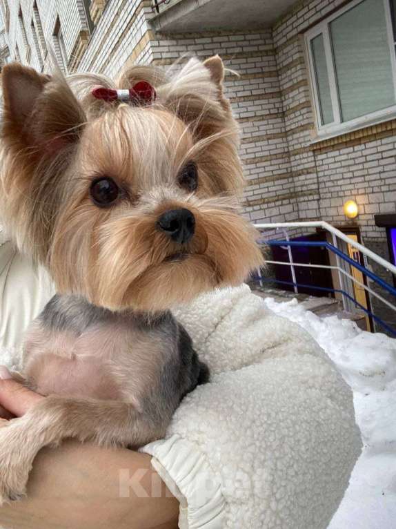 Собаки в Санкт-Петербурге: Щеной йоркширского терьера Мальчик, Бесплатно - фото 6