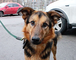 Собаки в Москве: Тирамису Девочка, Бесплатно - фото 1