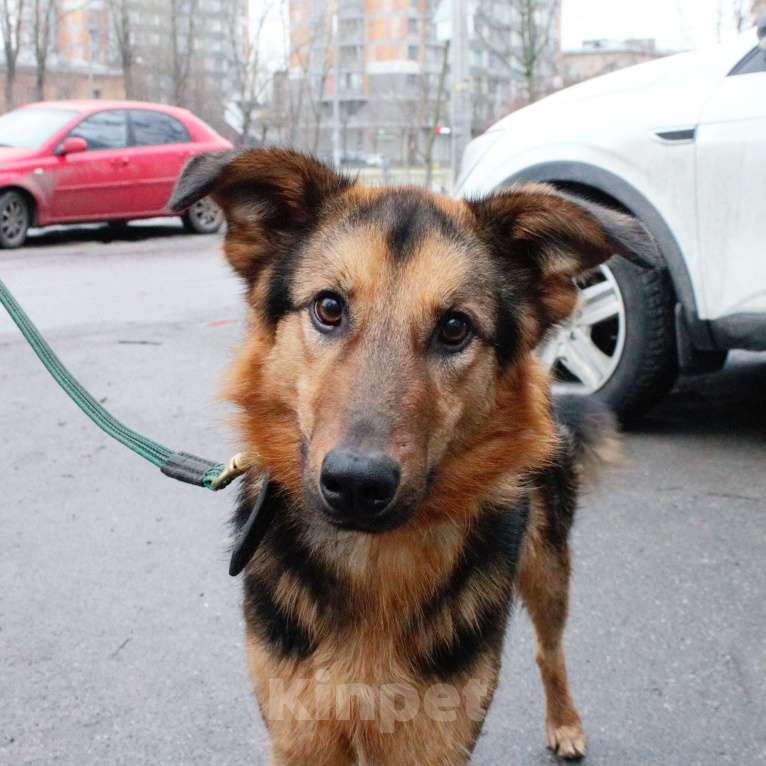 Собаки в Москве: Тирамису Девочка, Бесплатно - фото 1