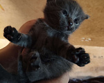 Кошки в Санкт-Петербурге: котята на развес Разнополые, Бесплатно - фото 8