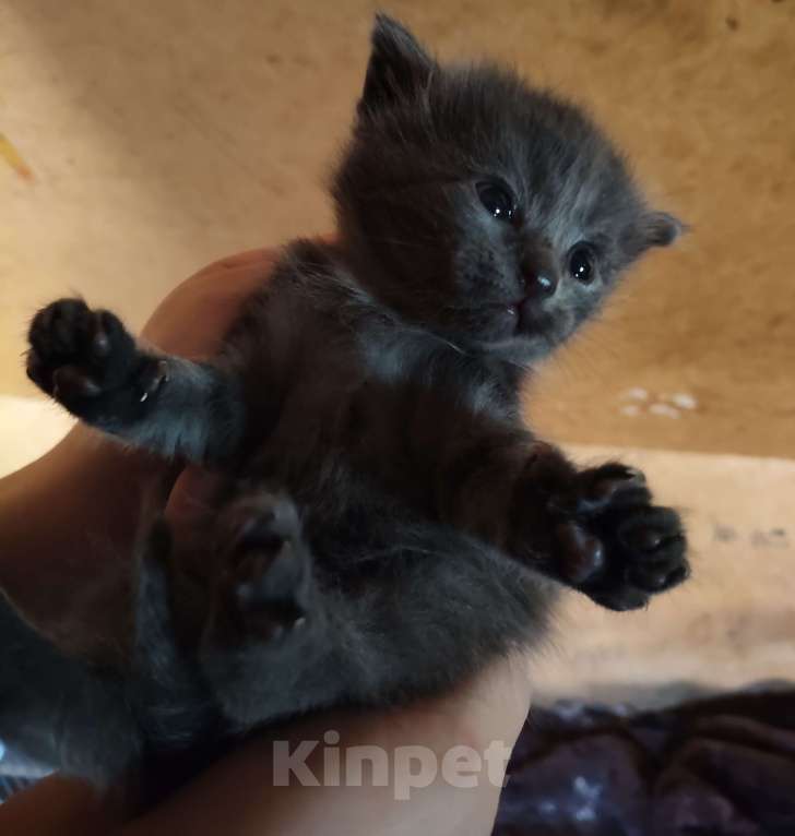 Кошки в Санкт-Петербурге: котята на развес Разнополые, Бесплатно - фото 8