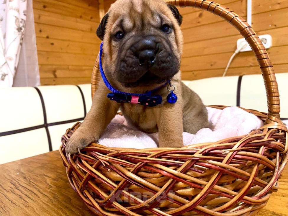 Собаки в Москве: Щенок шарпей  Мальчик, Бесплатно - фото 2