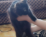 Кошки в Тюмени: Муся Девочка, Бесплатно - фото 1