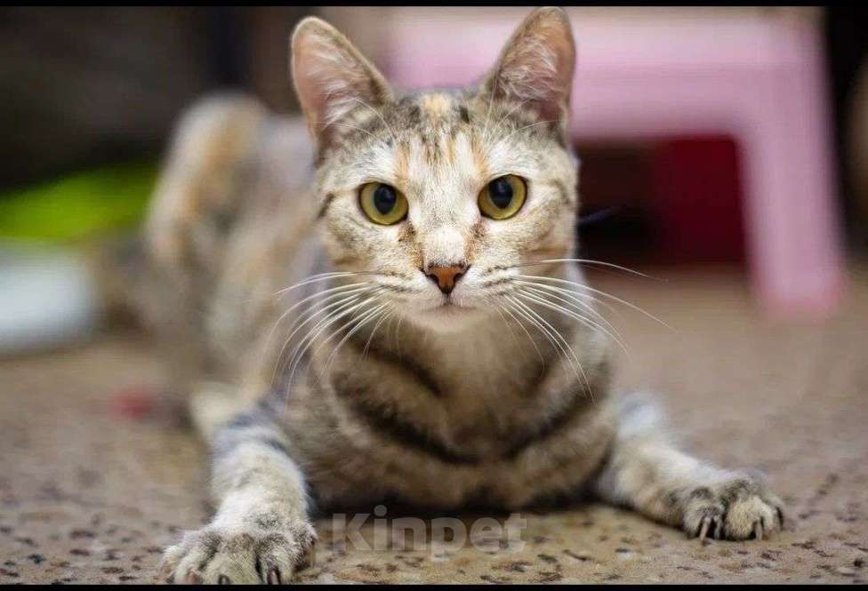 Кошки в Москве: Кошечка Анфиса в добрые руки Девочка, Бесплатно - фото 2