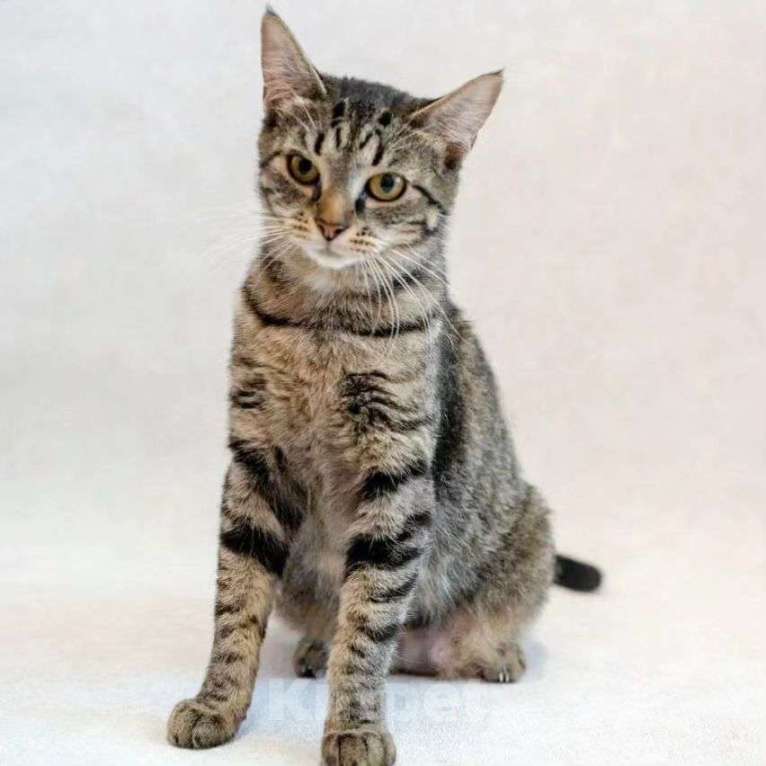 Кошки в Москве: Молоденькую кошечку выкинули хозяева Девочка, Бесплатно - фото 4