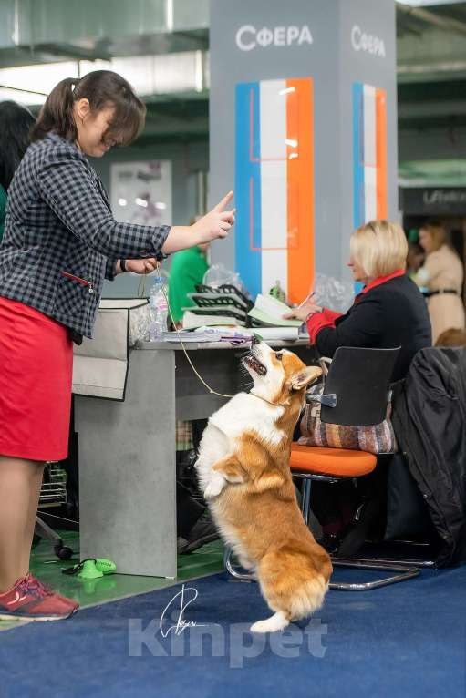 Собаки в Москве: Кобель корги, вязка Мальчик, Бесплатно - фото 2