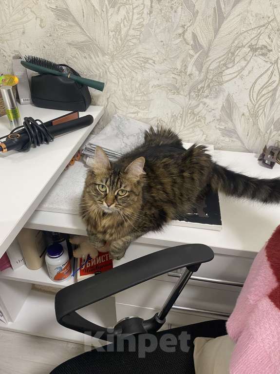 Кошки в Красногорске: Отдам в добрые руки Девочка, Бесплатно - фото 2