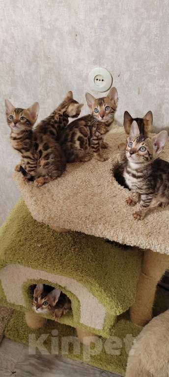 Кошки в Санкт-Петербурге: Бенгальские малыши Девочка, 25 000 руб. - фото 8