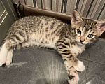 Кошки в Котельнике: Котята в добрые руки  Мальчик, 1 000 руб. - фото 3