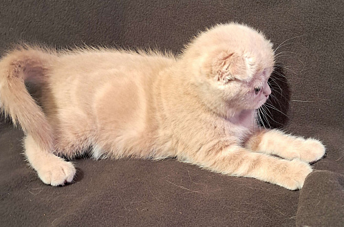 Шотландский котенок
