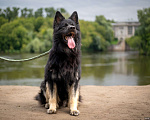Собаки в Москве: Аристократический Ролекс в добрые руки Мальчик, Бесплатно - фото 2