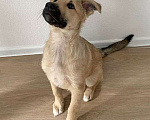 Собаки в Москве: Очаровательный блондин Бади, ласковый и умный щенок в добрые руки Мальчик, 10 руб. - фото 3