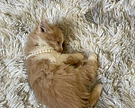 Кошки в Сочи: Отдам котенка 1,5 месяца, мальчик . Находится в Красной поляне Мальчик, Бесплатно - фото 9