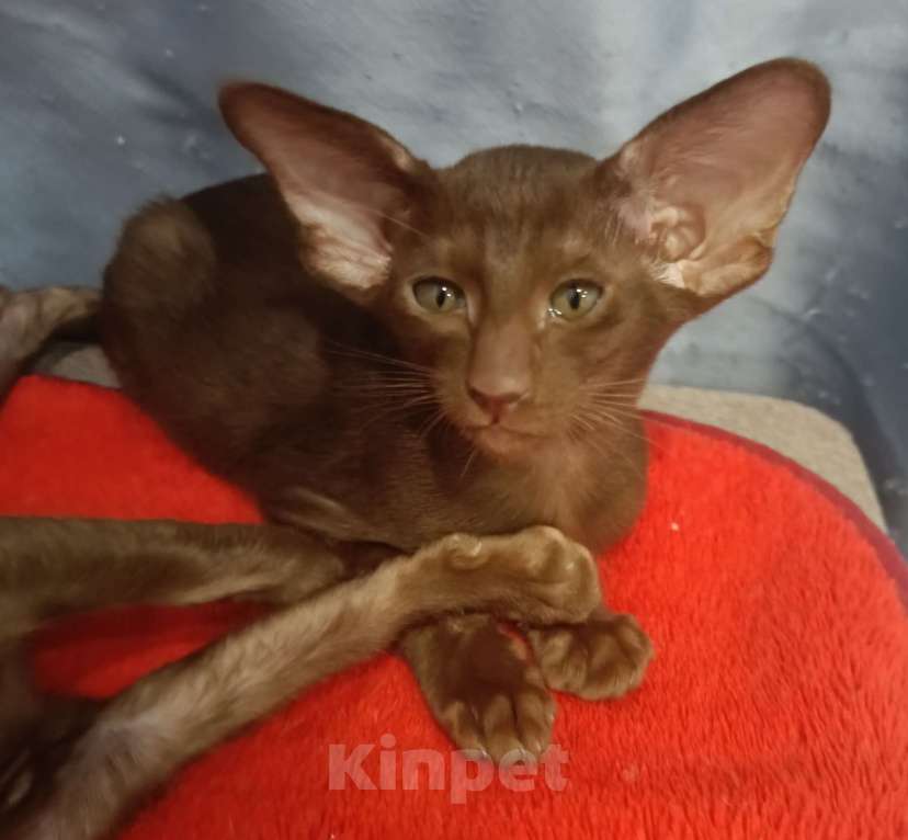 Кошки в Подольске: Ориентальный мальчик Мальчик, 50 000 руб. - фото 2