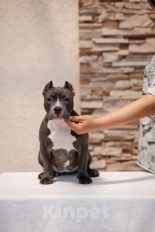 Собаки в Краснодаре: Щенок Американского булли Девочка, 180 000 руб. - фото 4