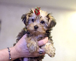 Собаки в Москве: Продажа щенков йоркширского терьера Мальчик, 30 000 руб. - фото 1