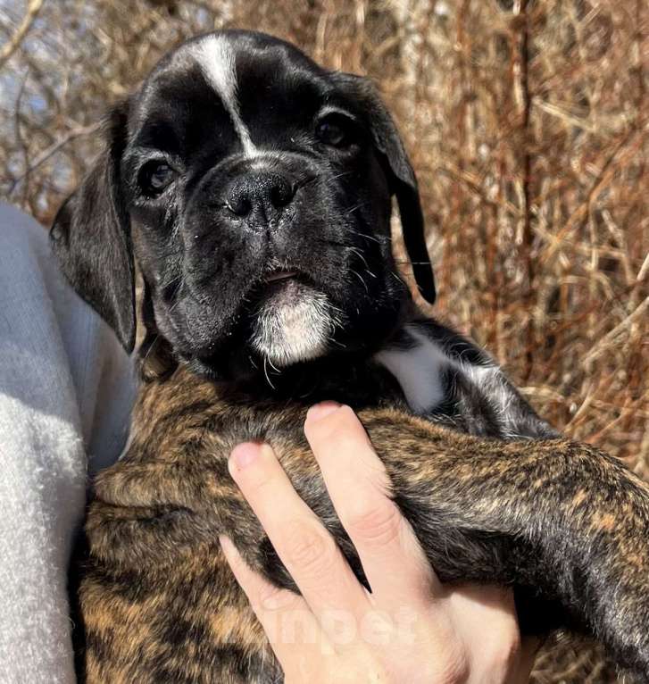 Собаки в Москве: Щенки боксера Мальчик, Бесплатно - фото 3