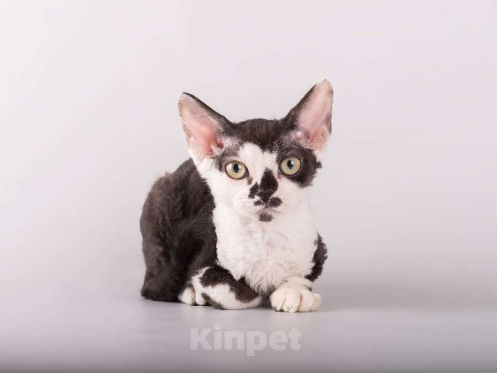 Кошки в Москве: Роскошный котенок девон-рекс  Мальчик, 37 000 руб. - фото 2