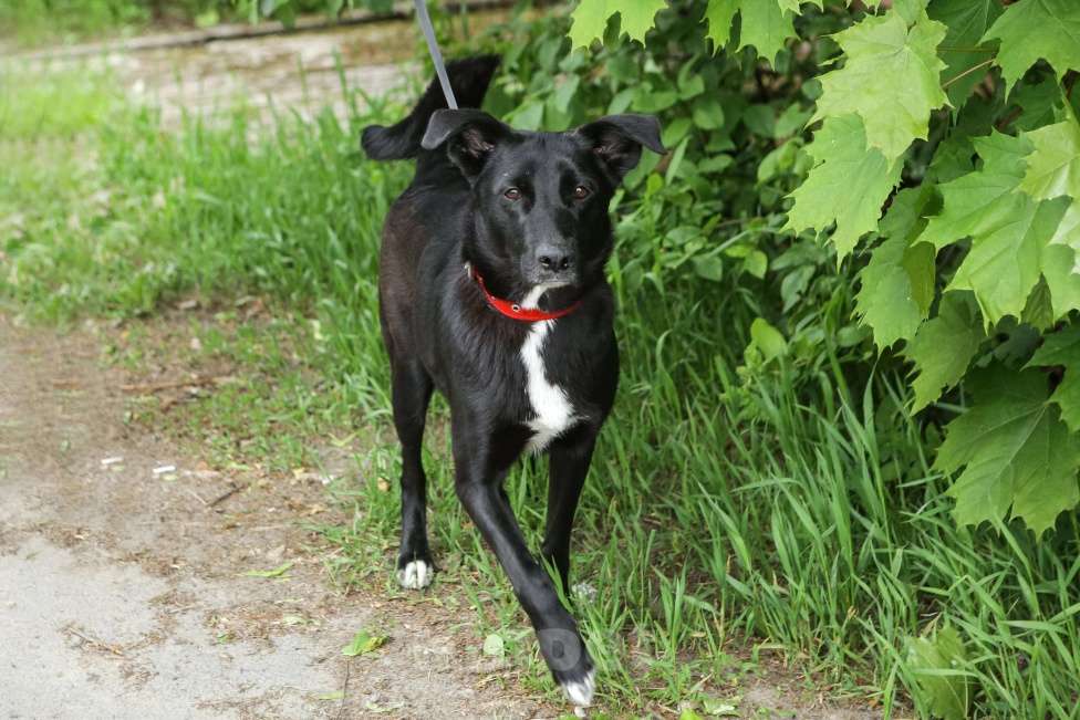 Собаки в Санкт-Петербурге: Отдам собаку бесплатно Девочка, Бесплатно - фото 8