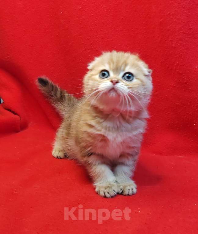 Кошки в Москве: Золотая мраморная девочка Девочка, 40 000 руб. - фото 4