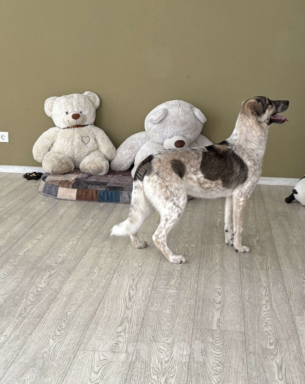 Собаки в Москве: Красавица Хильда в поисках семьи  Девочка, Бесплатно - фото 7