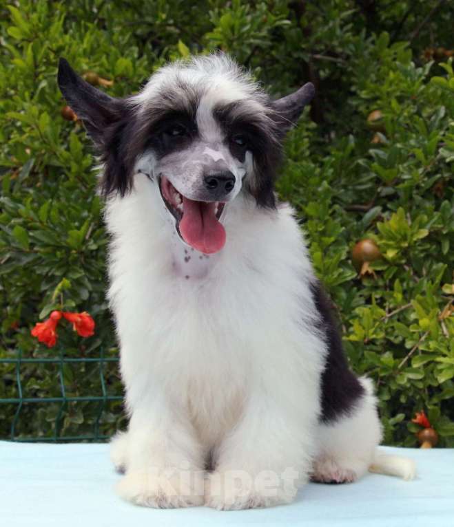 Собаки в Феодосии: Пуховый мальчик китайской хохлатой собачки Мальчик, Бесплатно - фото 2