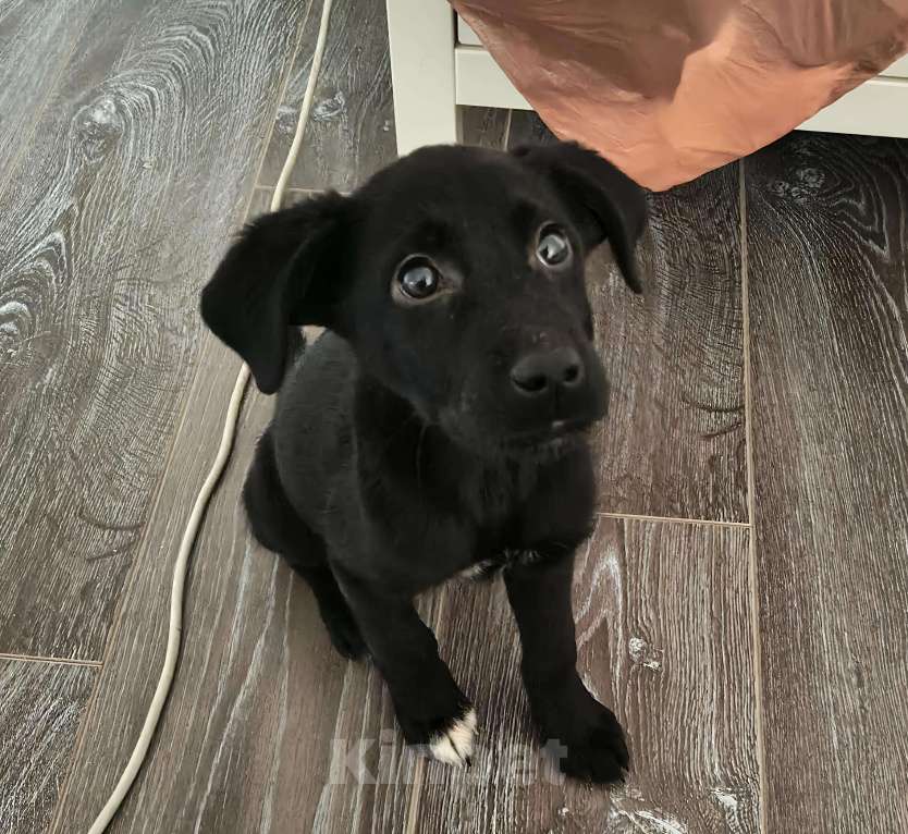 Собаки в Твери: Лабрадор в добрые руки Девочка, Бесплатно - фото 2