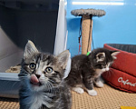 Кошки в Санкт-Петербурге: Домашний котёнок 6 недель. Мальчик Мальчик, Бесплатно - фото 5