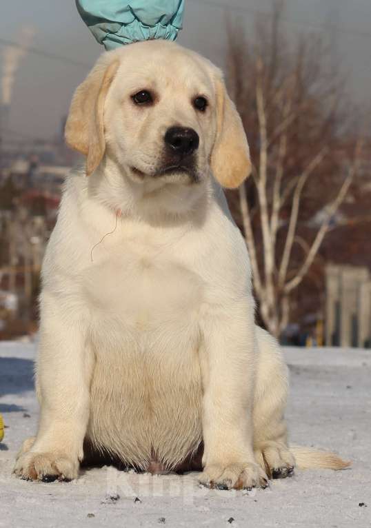Собаки в Магнитогорске: лабрадор ретривер щенки Разнополые, 45 000 руб. - фото 3