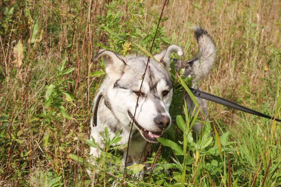 Собаки в Москве: Серенький Мальчик, Бесплатно - фото 8