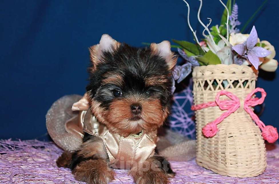 Собаки в Москве: Девочка, мелкий стандарт, Ямаха. Девочка, 130 000 руб. - фото 2
