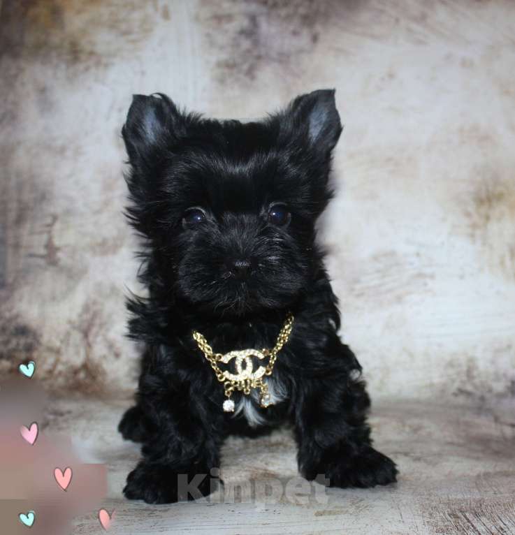 Собаки в Москве: Цветной йорк черная кукла Девочка, 70 000 руб. - фото 3