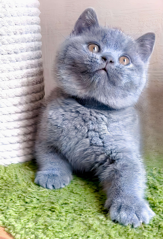 Кошки в Москве: Британский котик  Девочка, Бесплатно - фото 1