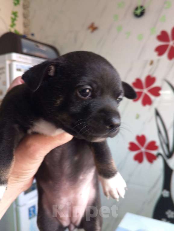 Собаки в Екатеринбурге: Продам щенков тойчиков Мальчик, 4 000 руб. - фото 2