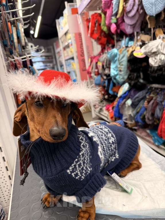 Собаки в Воронеже: Кобель для вязки❗️ Мальчик, 2 000 руб. - фото 10