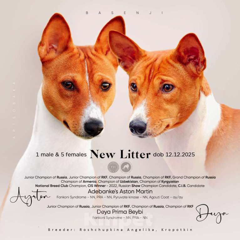 Собаки в Кропоткине: Щенки басенджи. Девочка, 80 000 руб. - фото 4