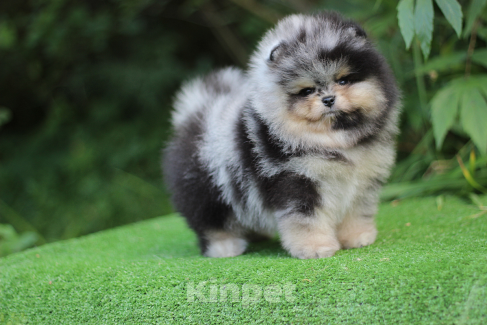 Собаки в Санкт-Петербурге: Ч/п мерле мальчик Мальчик, 115 000 руб. - фото 3
