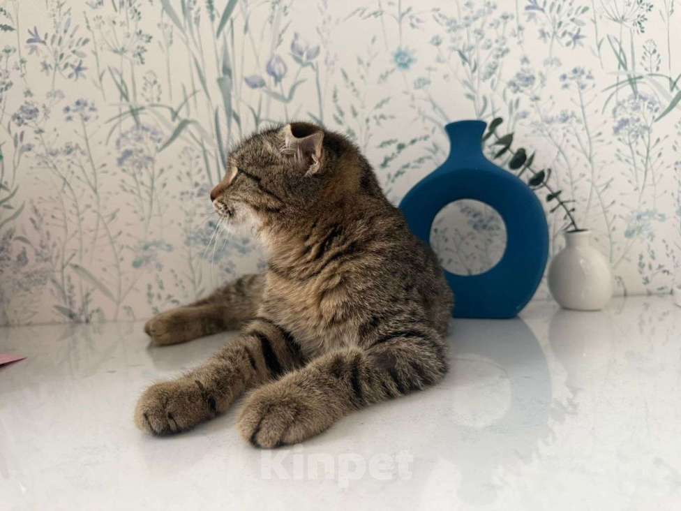 Кошки в Москве: Очаровательный Валли ищет семью  Мальчик, Бесплатно - фото 3