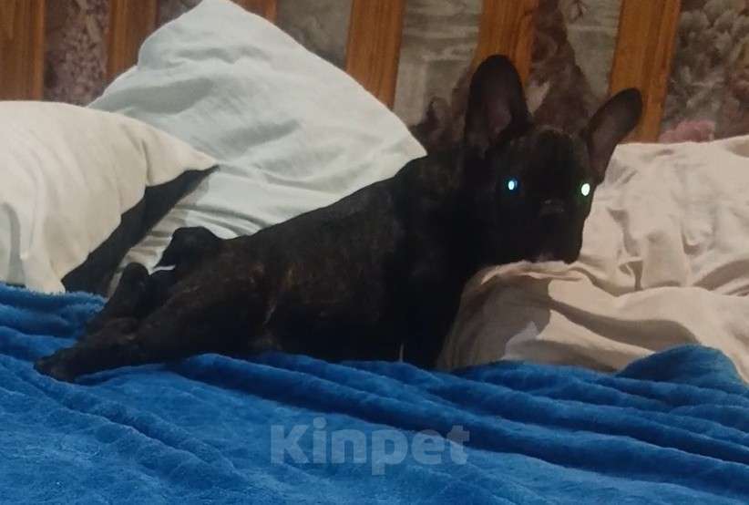 Собаки в Хадыженске: Мальчик Французский бульдог РКФ  Мальчик, Бесплатно - фото 4