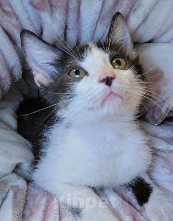 Кошки в Москве: Мурзик в добрые руки Мальчик, 100 руб. - фото 1