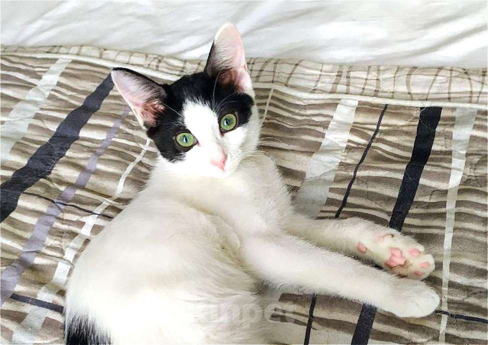 Кошки в Москве: Хелло, Китти! Котенок в добрые руки.  Девочка, Бесплатно - фото 3