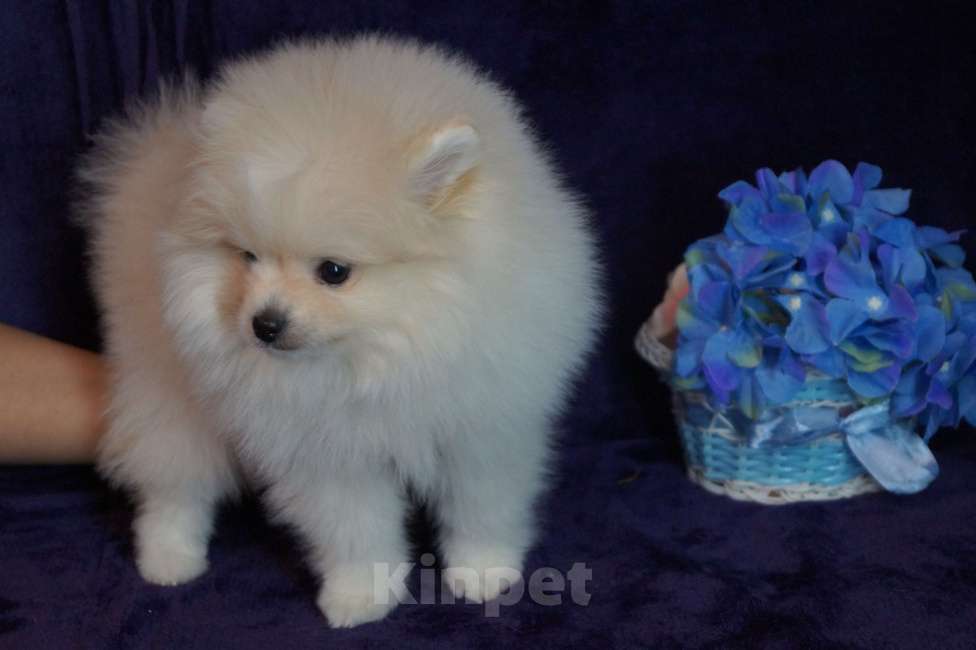 Собаки в Москве: Мини мальчик Мальчик, 35 000 руб. - фото 5