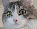 Кошки в Барнауле: Потерялась кошка!!! Девочка, 500 руб. - фото 2