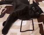 Кошки в Волгограде: Шотландка кошечк-котенок 5 месяце веслоухая. Красавица темно коричневая шоколадка Девочка, Бесплатно - фото 2