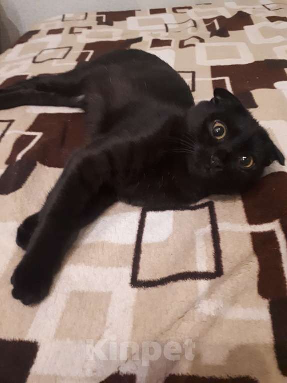 Кошки в Волгограде: Шотландка кошечк-котенок 5 месяце веслоухая. Красавица темно коричневая шоколадка Девочка, Бесплатно - фото 2