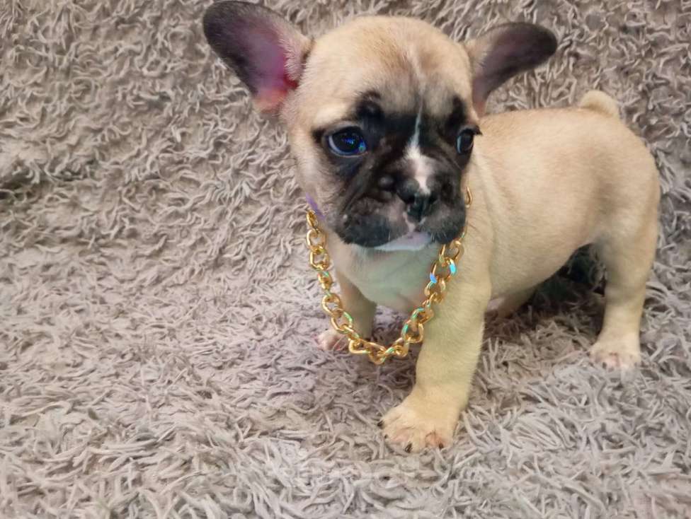 Собаки в Бронницах: Щенки французского бульдога Мальчик, 20 000 руб. - фото 1