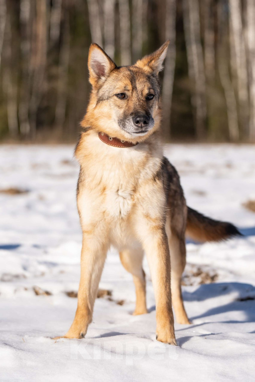 Собаки в Клине: Кейси — трогательная собачка Девочка, Бесплатно - фото 4